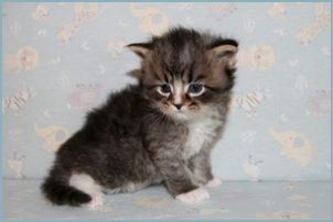 Male Siberian Kitten from Deedlebug Siberians